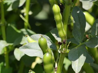 vicia faba frucht