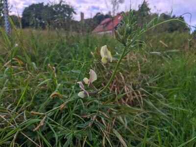 vicia grandiflora