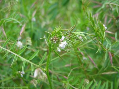 vicia hirsuta