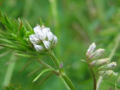 vicia hirsuta bluete