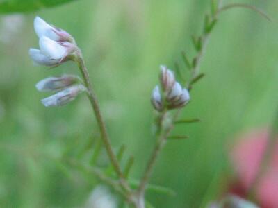 vicia hirsuta bluete2