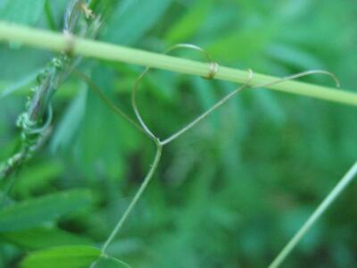 vicia hirsuta ranke