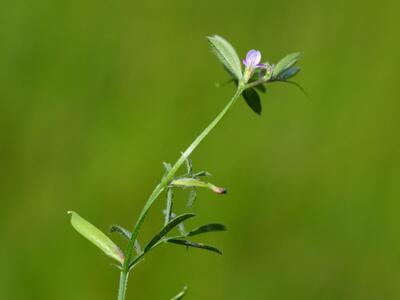 vicia lathyroides