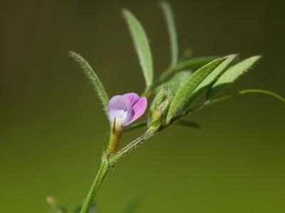 vicia lathyroides bluete