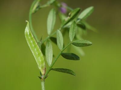 vicia lathyroides frucht