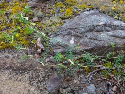 vicia lutea