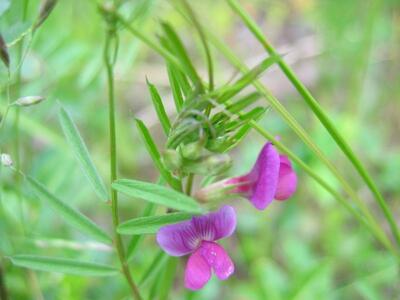 vicia sativa ssp nigra