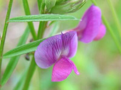 vicia sativa ssp nigra bluete