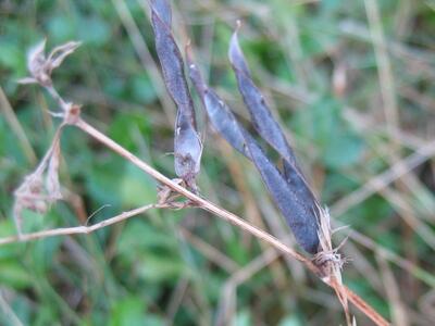 vicia sativa ssp nigra reife huelse