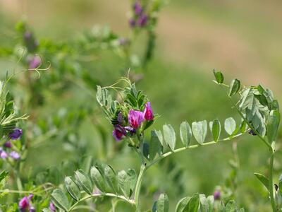 vicia sativa ssp sativa