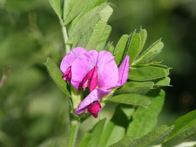 vicia sativa ssp sativa bluete