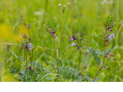 vicia sepium