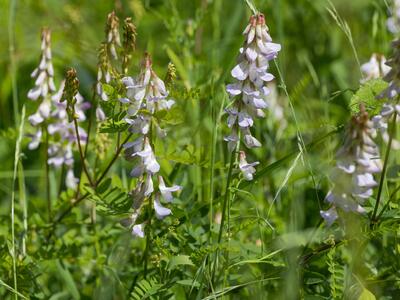 vicia sylvatica