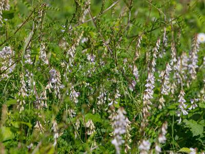 vicia sylvatica habitus