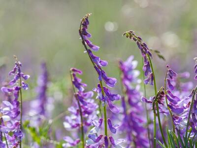 vicia tenuifolia