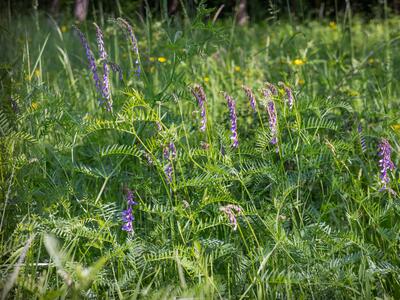 vicia tenuifolia habitus