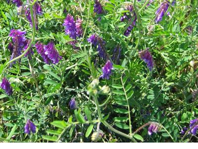 vicia villosa