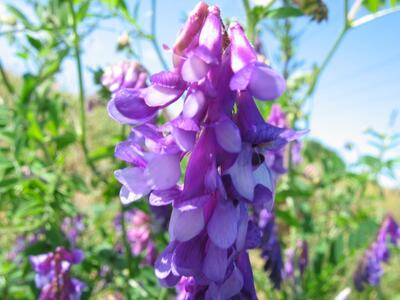 vicia villosa bluete