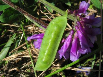 vicia villosa schote