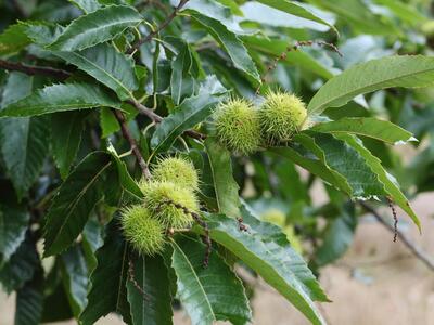 castanea sativa