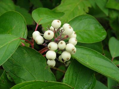 cornus alba