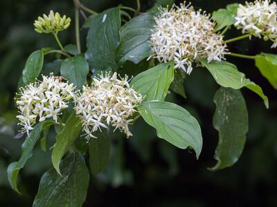 cornus sanguinea detail