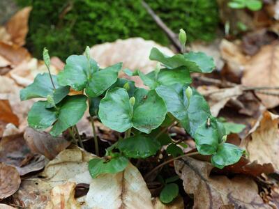 fagus sylvatica