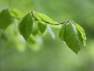 fagus sylvatica blatt