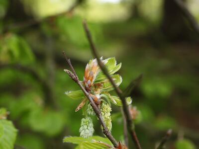 fagus sylvatica blueten