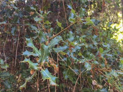 quercus coccifera detail