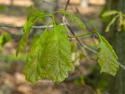 quercus rubra