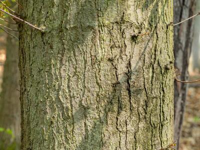 quercus rubra borke