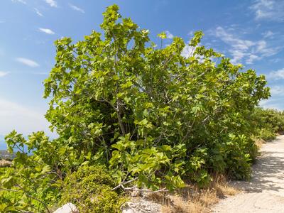 ficus carica