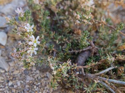 frankenia hirsuta