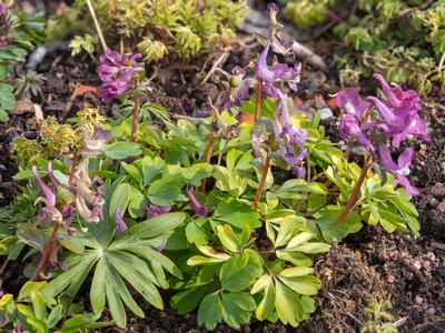 corydalis caucasica