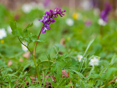 corydalis cava