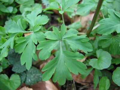 corydalis cava blatt