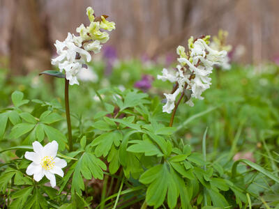 corydalis cava weiss