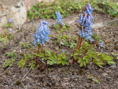 corydalis fumariifolia ssp azurea