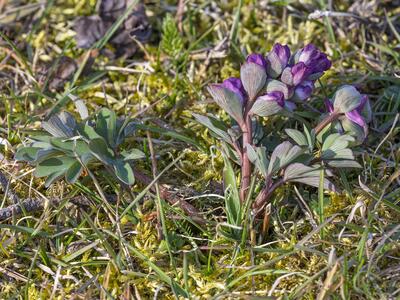 corydalis gotlandica