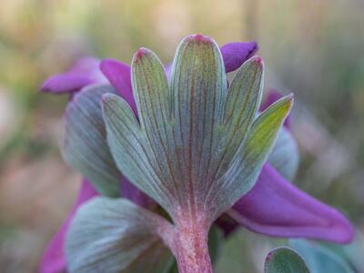 corydalis gotlandica hochblatt