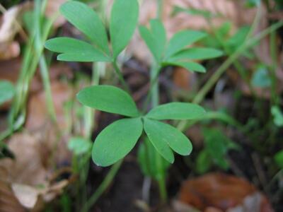 corydalis intermedia blatt