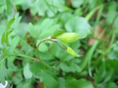 corydalis intermedia frucht