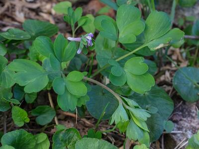 corydalis pumila