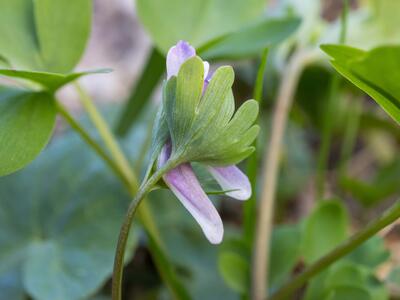 corydalis pumila detail