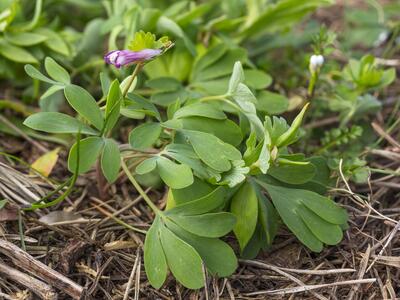 corydalis pumila habitus