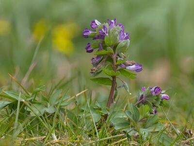 corydalis solida