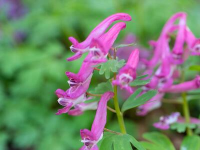 corydalis solida detail