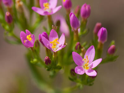 centaurium erythraea detail