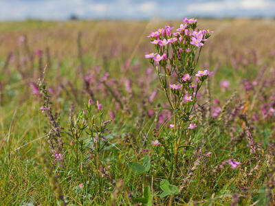 centaurium littorale